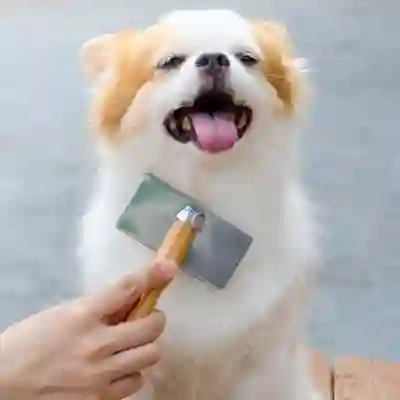 Image Alternative Text