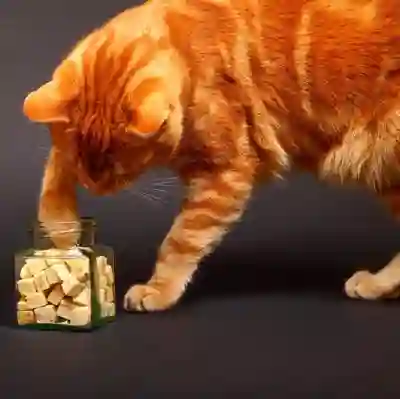 Image Alternative Text